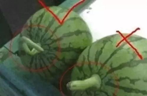 如何制作娱乐圈吃瓜素材,如何轻松制作热门吃瓜素材