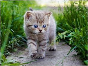 娱乐吃瓜酱社恐猫咪,社恐猫咪的娱乐吃瓜日常  第3张