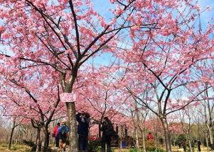 哪里樱花橘子娱乐  第2张