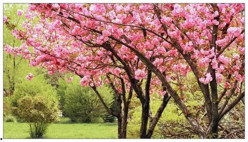 哪里樱花橘子娱乐  第3张